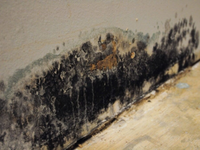 Mold Remediation